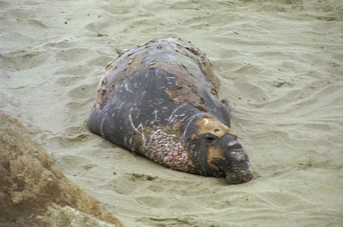 uglysealion.jpg